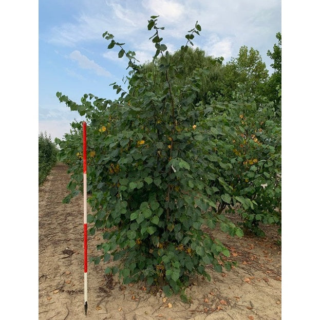 Skogslind - Tilia cordata 250-300 MS